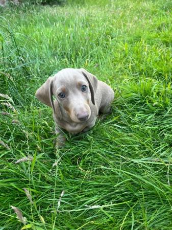 Image 33 of Quality bred Miniature Dachshunds 2 boys for sale.
