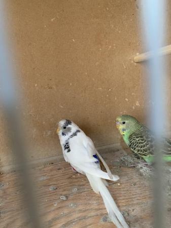 Image 4 of 3 baby budgies ready to go