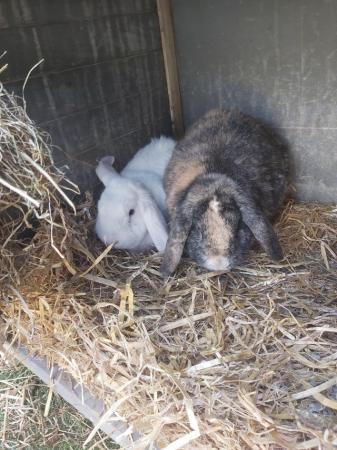 Image 1 of Varrious rabbits available , from 20pounds