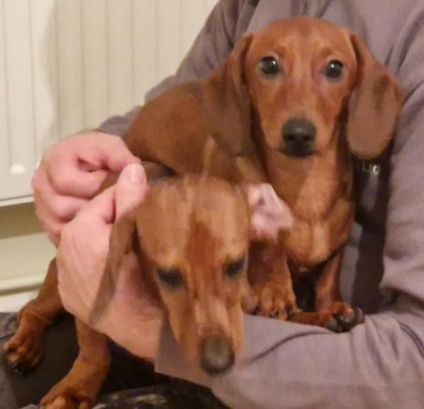 Image 14 of Adorable Miniature smooth Dachshund puppies ready now.