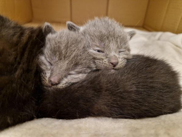 Image 9 of Russian blue Cross kittens