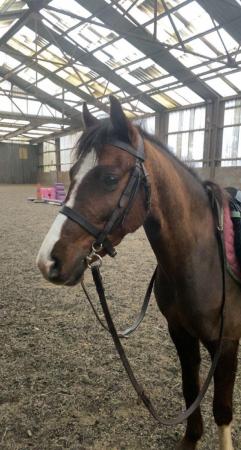 Image 1 of Flashy Welsh Part Bred Mare