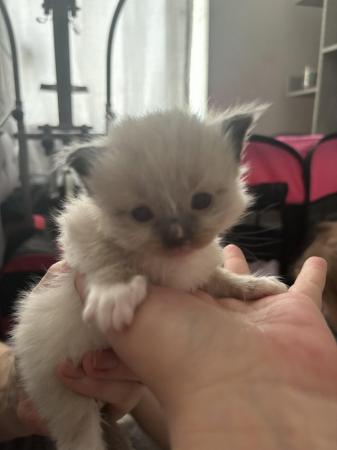 Image 9 of Last little girl & boy available Ragdoll kittens