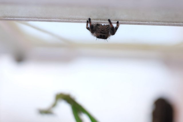 Image 1 of Jumping spider with enclosure
