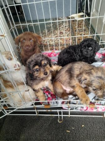 Image 4 of JackRussellx poodle puppies