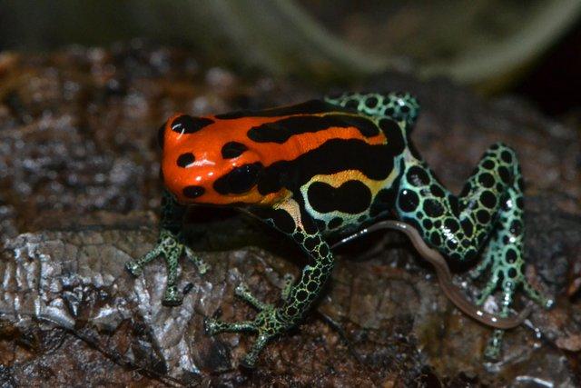 Preview of the first image of Dart frogs Ranitomeya amazonica 'arena blanca' tadpoles.