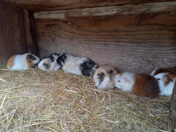 Image 2 of Baby guinea pigs forsale,short haired,Rex and rosette
