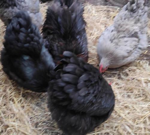 Image 2 of Chicks 25.5.2024.Orpingtons, Light Sussex, Cream LegbarHens