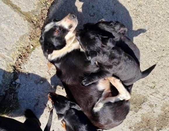 Image 16 of * ALL SOLD*  Beautiful dachshund x collie