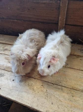 Image 1 of Young Boar Guinea Pigs For Sale