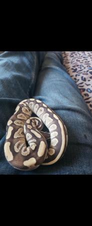 Image 4 of 2 x 6 month old ball pythons