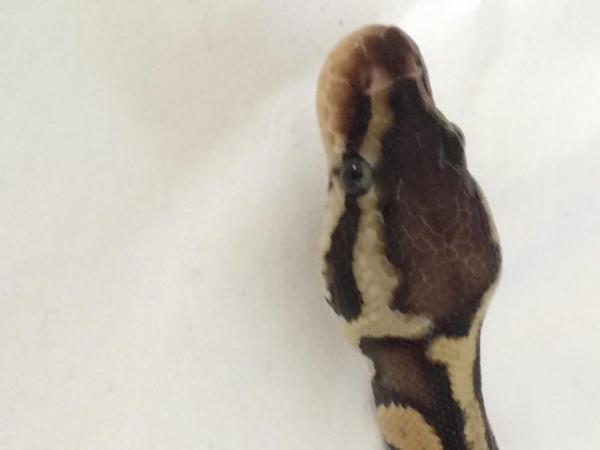 Image 5 of Pastel baby royal python - Female