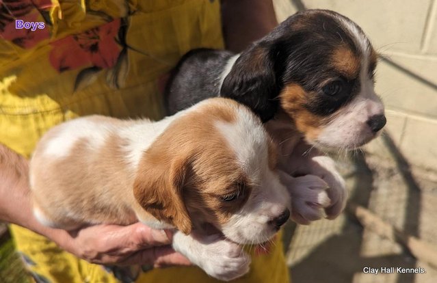Image 8 of Quality, F1, Beaglier puppies, ready soon.