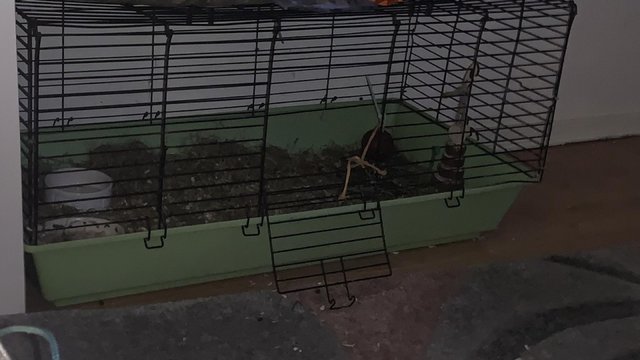 Image 1 of Small cage for small animals like rabbits