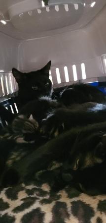Image 4 of ONLY 2 AVAILABLE.tabby and black male×2 and female×1kittens.