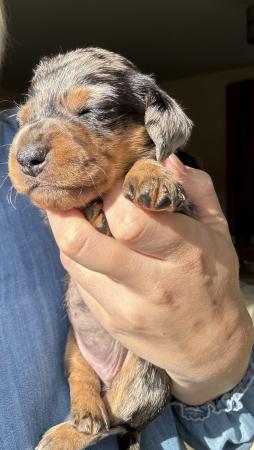 Image 12 of KC registered Quality miniature dachshund puppies