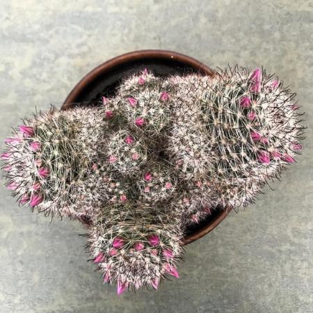 Image 2 of Pink Mammillaria cactus houseplant.
