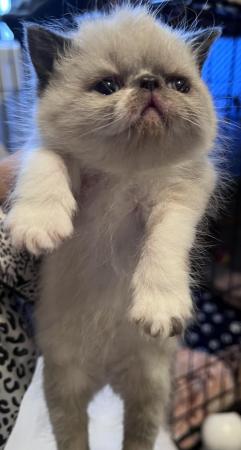 Image 5 of One left Beautiful persian flatnose kitten
