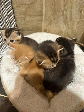 Image 10 of Scottish straight pedigree kittens