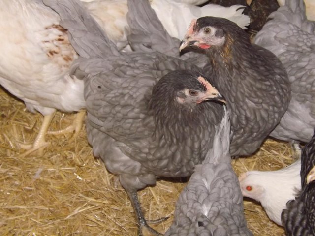 Preview of the first image of Selection of Point of Lay Pullets.
