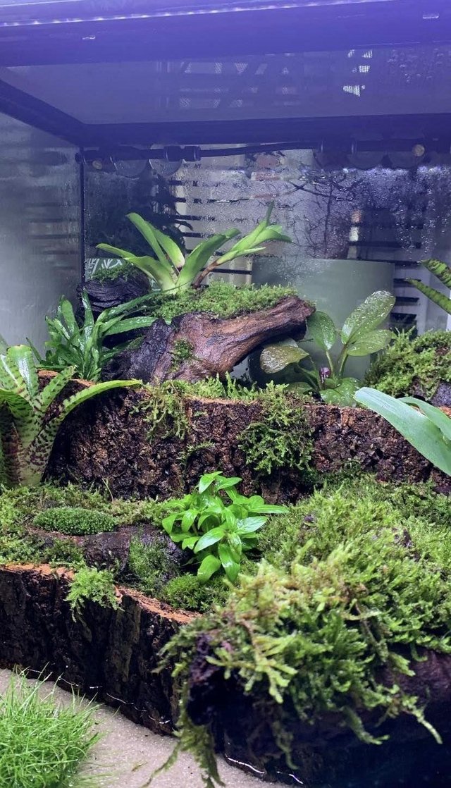 Preview of the first image of Full Vivarium Kit from ExoTerra.