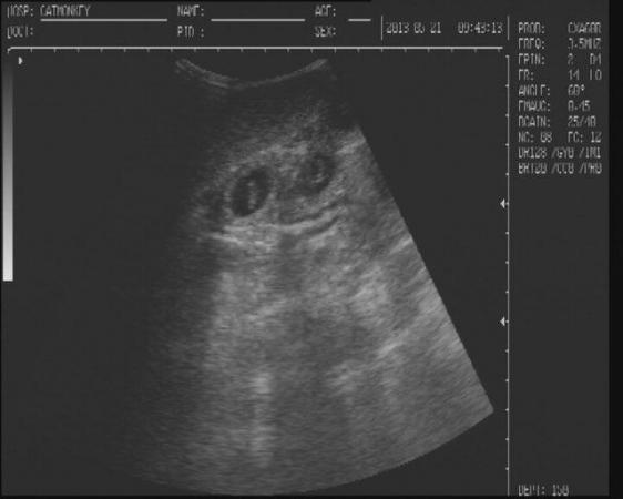 Image 5 of canine ultrasound scanning in your own home