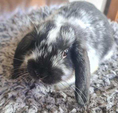 Image 3 of One MALE mini lop cross breed rabbit for sale. READY NOW
