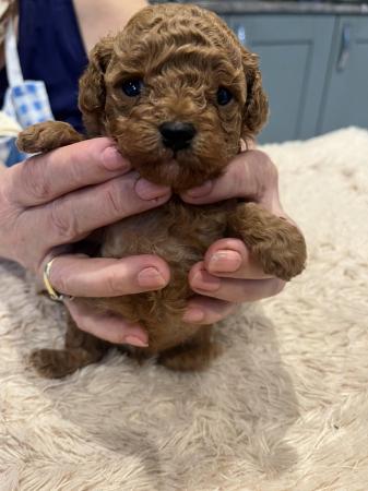 Image 8 of Unique teacup Asian and toy poodle puppy