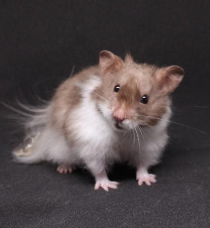 Image 3 of Syrian hamster ready 28th march