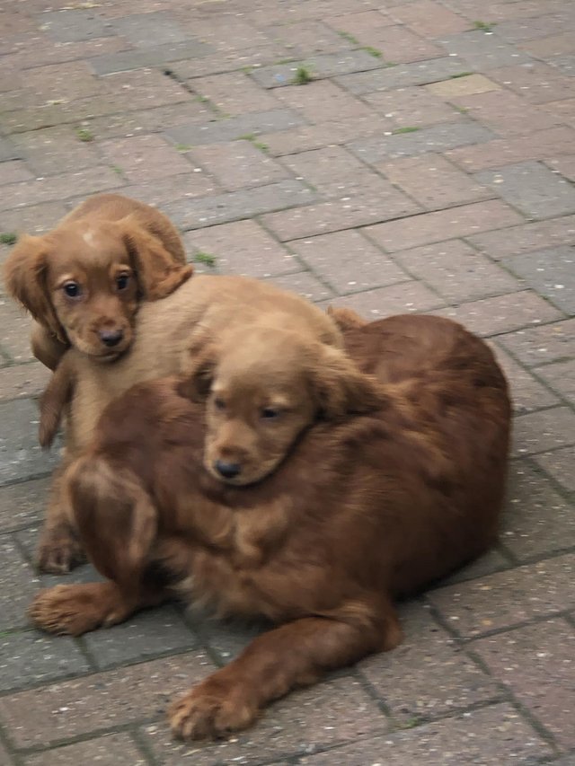 Preview of the first image of COCKER SPANIEL PUPPIES FOR SALE.