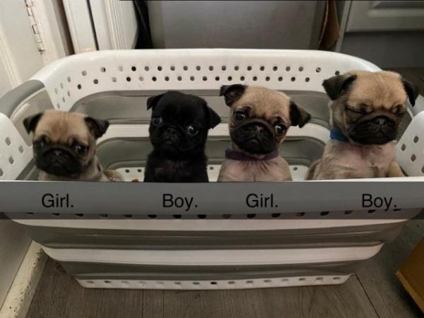 Image 7 of KC Registered Pug Puppies