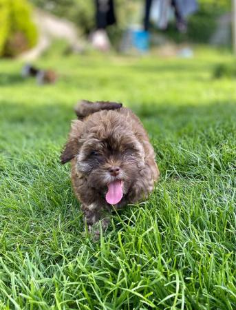 Image 12 of Beautiful shihpoo girl puppy ready now