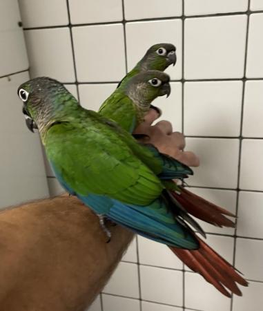 Image 5 of Hand Reared Baby Green Cheek Conures £280