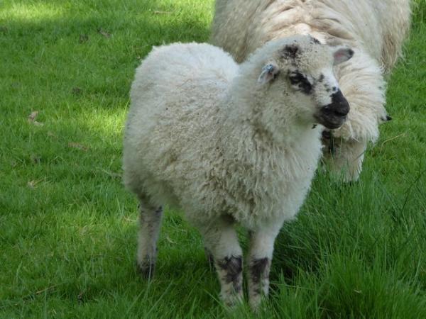 Image 6 of Pet/fibre lambs, mixed breeds