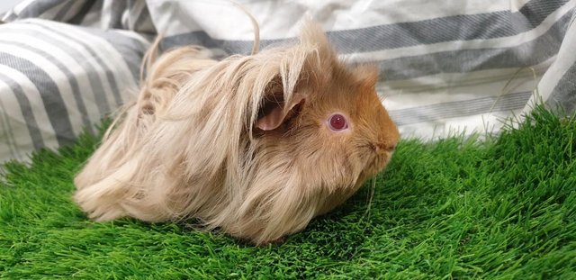 Image 9 of I have for sale Boar (Male) Guinea Pigs