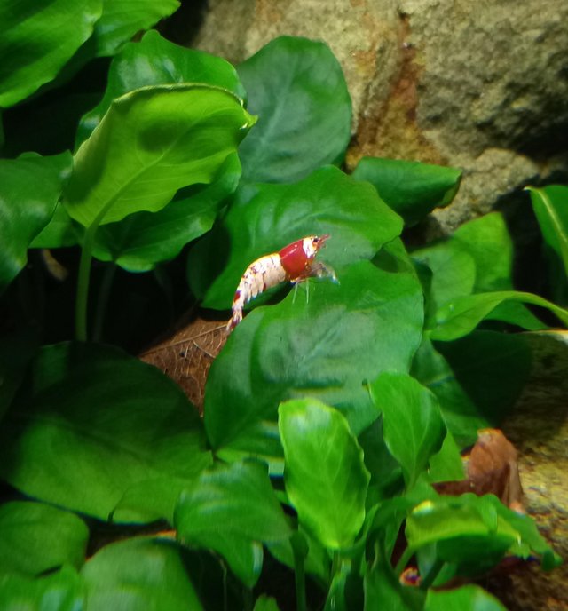 Preview of the first image of Crystal red shrimp for sale. 7 for £10. Must be kept in soft.