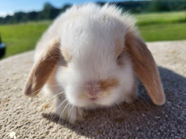 Image 20 of Baby Mini Lop Doe in light tri READY NOW