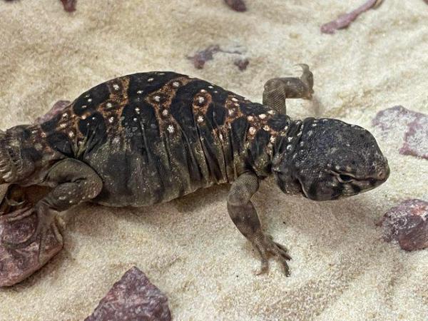 Image 4 of Baby Ocellated Uromastyx for sale