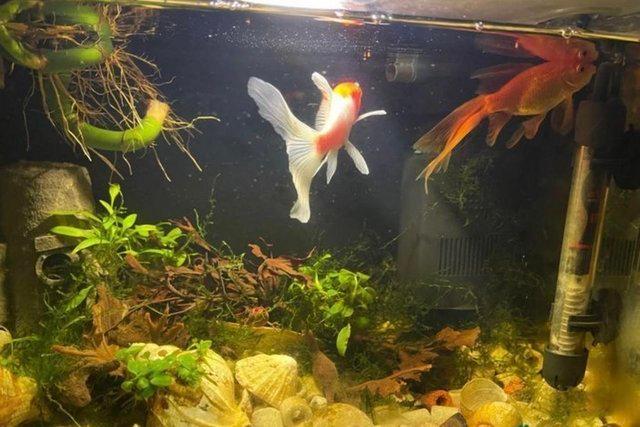 Preview of the first image of (( Sold ))Pair of goldfish 12 months old.