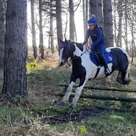Image 3 of Teddy 15.2hh cob gelding for part loan/share in Arborfield,