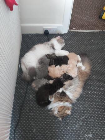 Image 3 of Reduced Last 2 Persian kittens raised family home