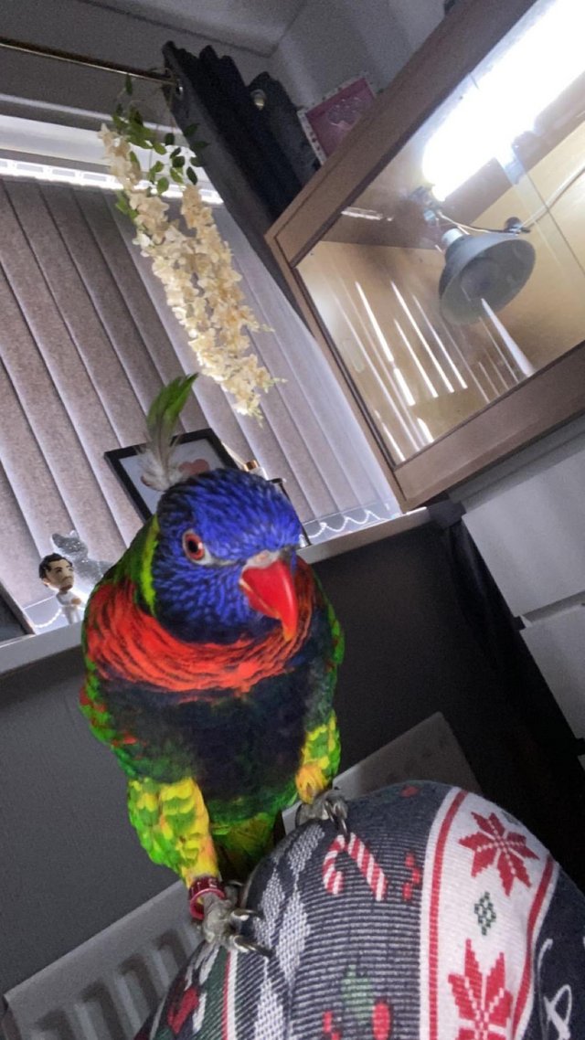 Preview of the first image of Rainbow lorikeet for sale.
