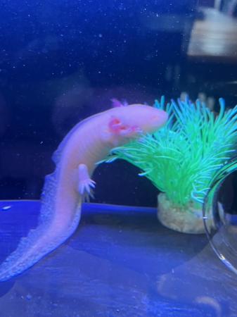 Image 9 of 2 year old Male axolotls available- various colours.