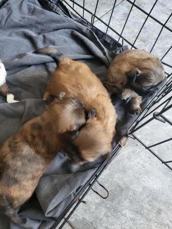 Image 7 of Shih tzu puppies, these beautiful babies are full pedigree
