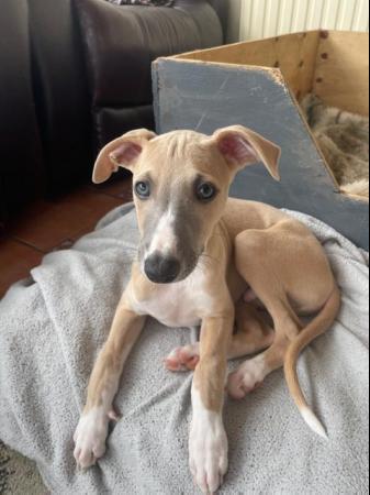 Image 7 of Beautiful whippet puppies