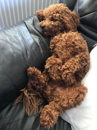 Image 6 of Proven red toy poodle (Health tested)