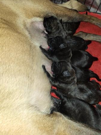 Image 4 of 3 weeks old Belgian malinois x cane corso puppys