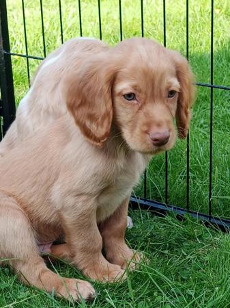 Image 11 of READY NOW KC WORKING COCKER SPANEL PUPPIES FOR SALE