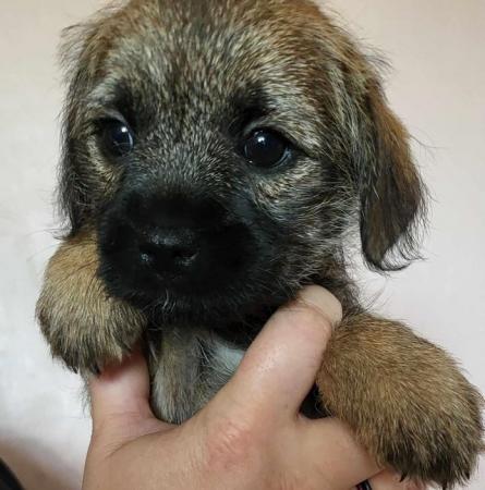Image 8 of READY TO LEAVE KC registered Border Terrier Puppies