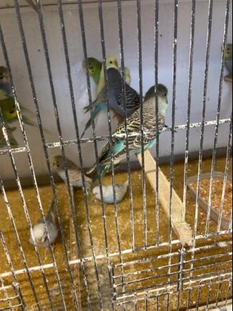 Image 2 of Baby Budgies for Sale. Most colours